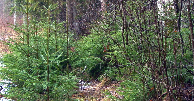 Arī &scaron;ogad iespēja nolūkot Ziemassvētku eglīti valsts mežos