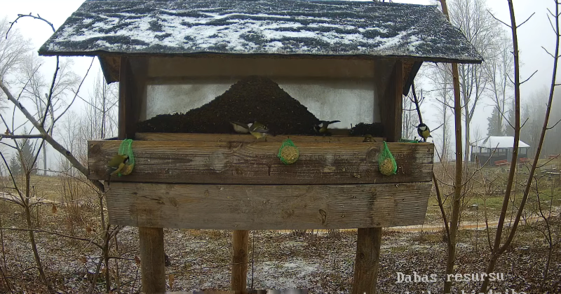 Vēro putnu barotavu pie Baļotes ezera tie&scaron;saistē!
