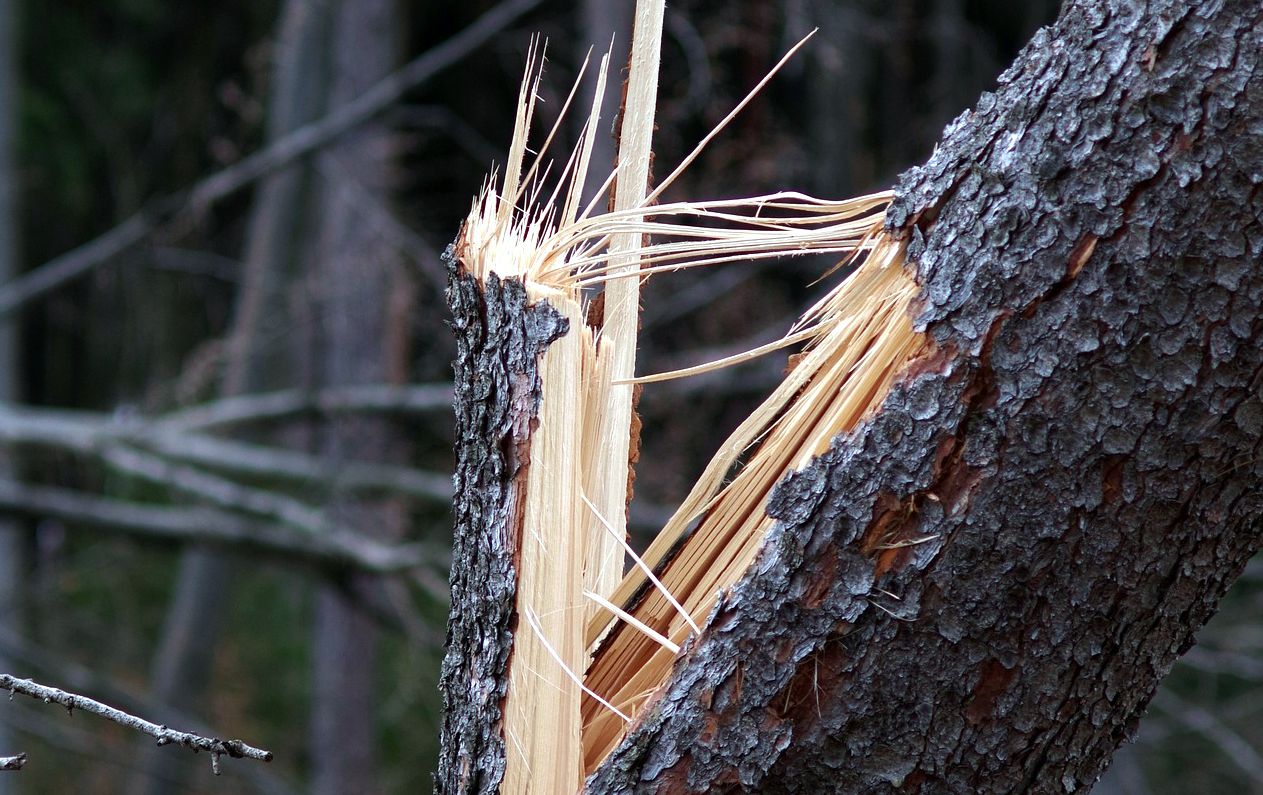 Vējš rada postījumus Zemgalē