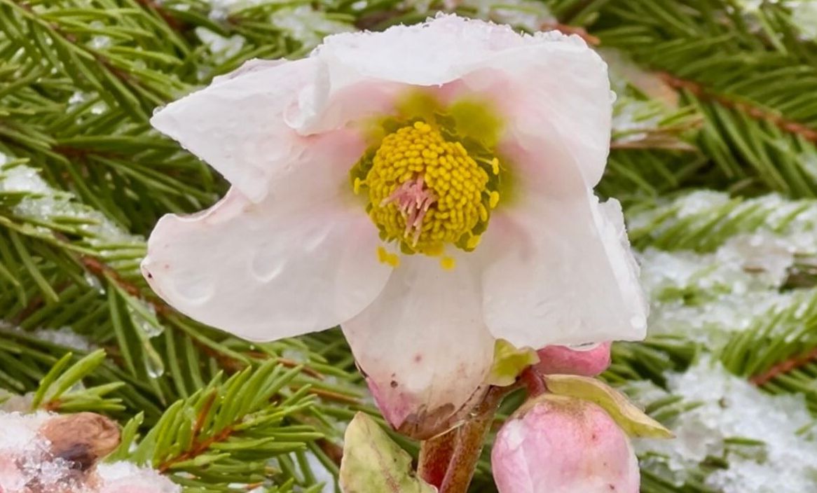 Jēkabpils novadā zied sniega rozes