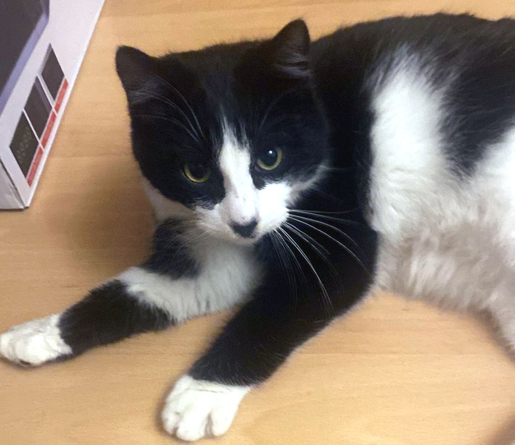 Saimniek, lūdzu, atsaucies!