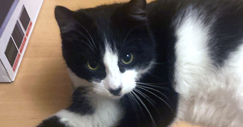 Saimniek, lūdzu, atsaucies!