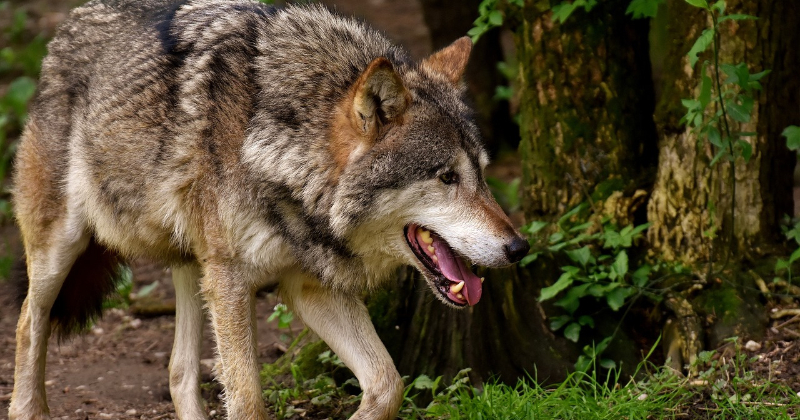 Noslēgusies vilku medību sezona &ndash; Jēkabpils novadā nomedīti 20 zvēri