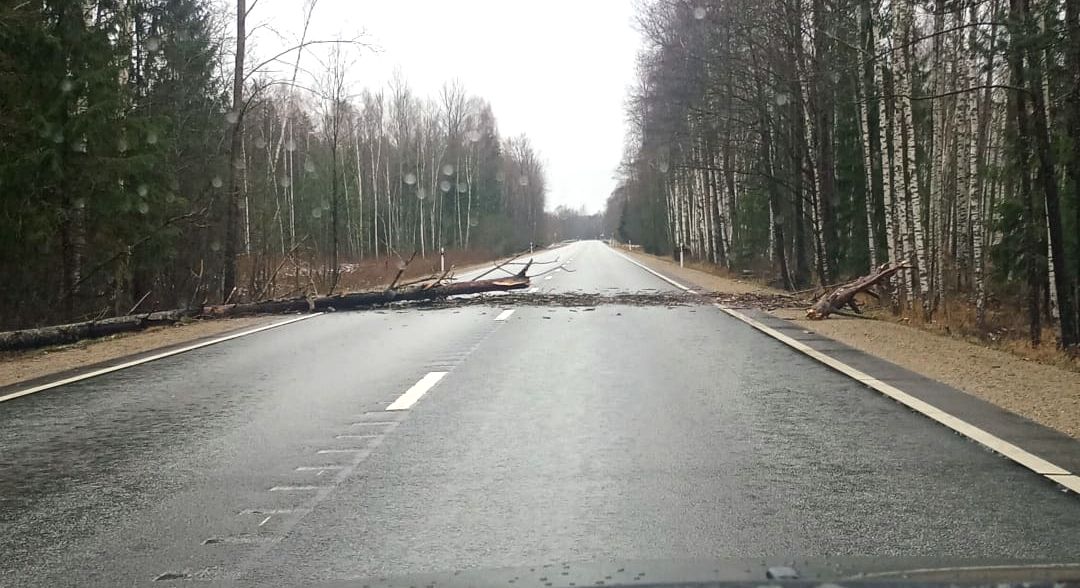 Jaungada dienā stiprā vēja dēļ lūzuši vairāki koki