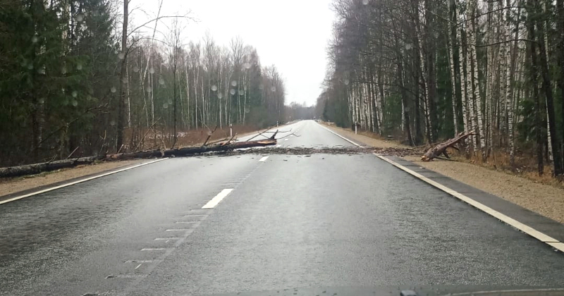 Jaungada dienā stiprā vēja dēļ lūzu&scaron;i vairāki koki