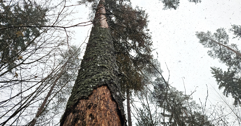 Latvijā turpina cīņu ar mizgraužiem
