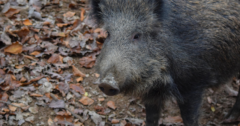Papla&scaron;ina nomedīto mežacūku obligāti izmeklējamo teritoriju sarakstu