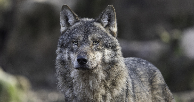 Jēkabpils novadā vilku uzbrukumā nogalināts teļ&scaron;