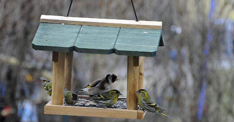 Nedēļas nogalē aicina iedzīvotājus skaitīt putnus