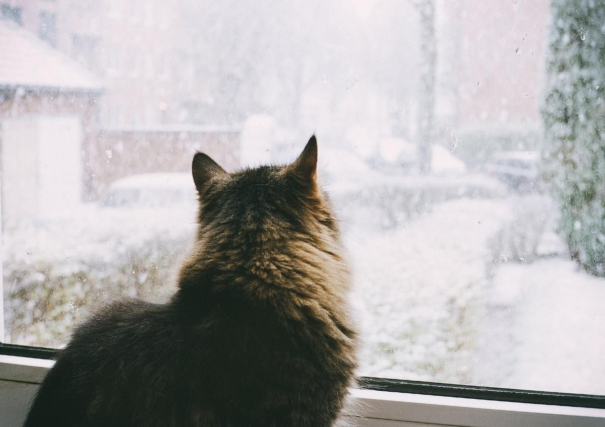 Atvērtu logu riski jūsu mājdzīvniekiem: kā no tiem izvairīties?