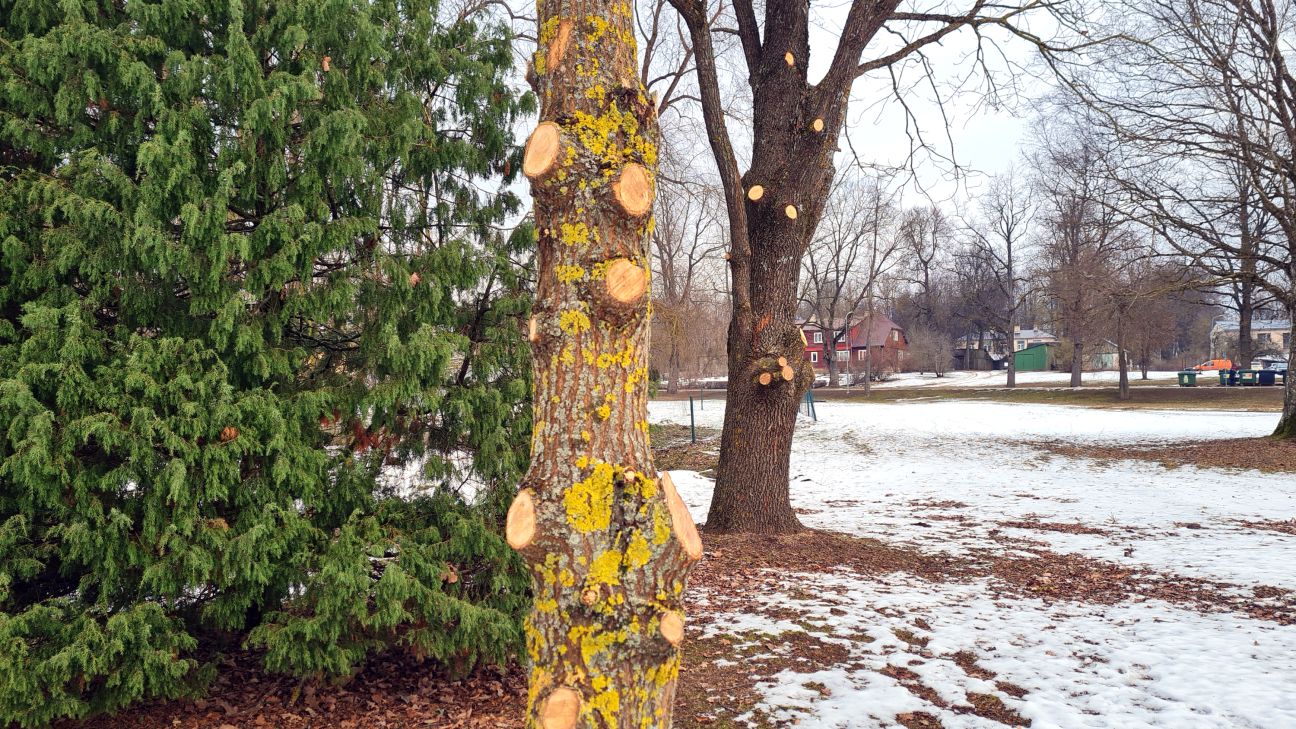 Iedzīvotāji uztraukti par apzāģētajiem kokiem Neretā