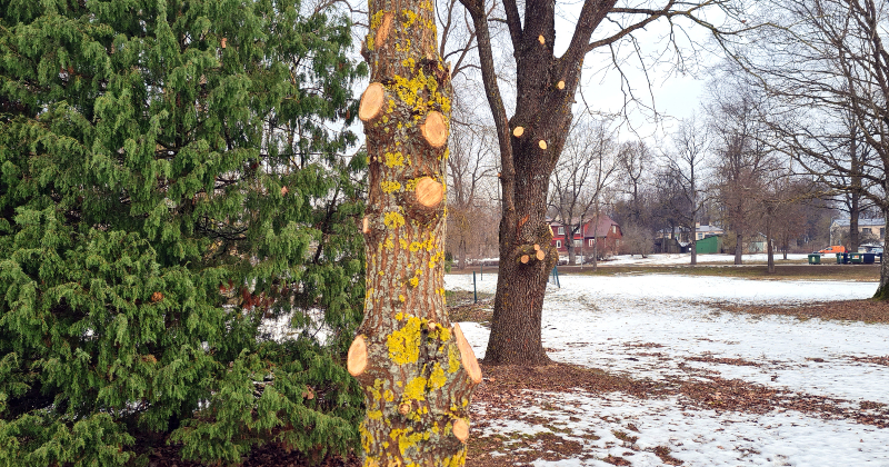 Iedzīvotāji uztraukti par apzāģētajiem kokiem Neretā