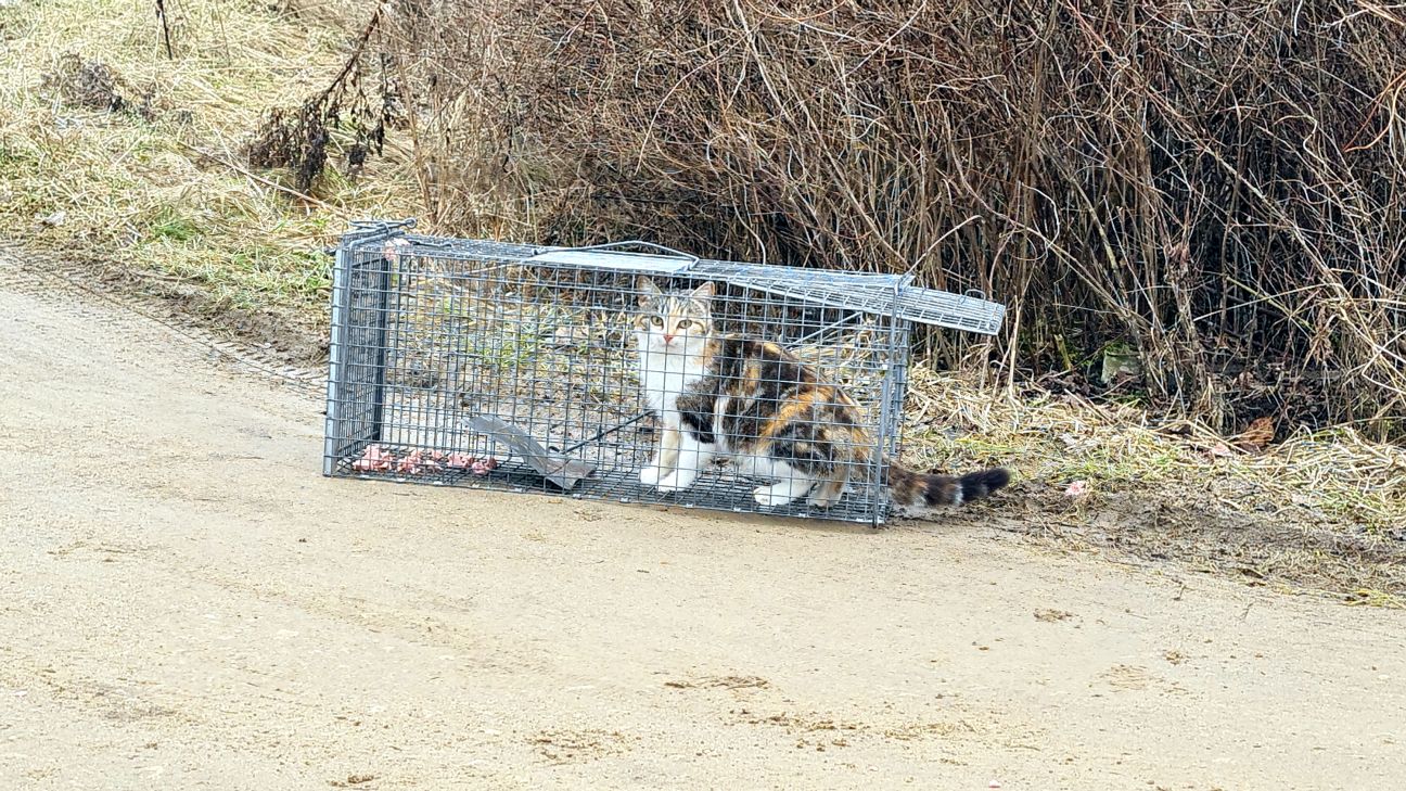 Sterilizācijas programma palīdz kontrolēt ielas kaķu vairošanos Līvānos