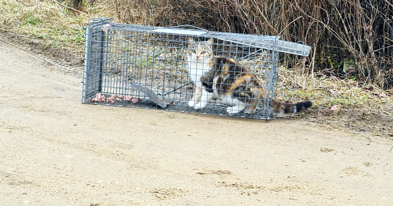 Sterilizācijas programma palīdz kontrolēt ielas kaķu vairo&scaron;anos Līvānos