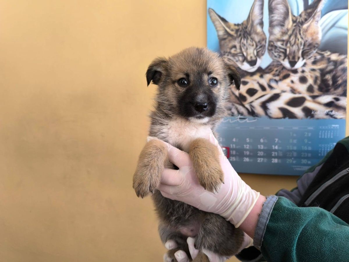 Jēkabpilī atkritumu urnā atrod kucēnu