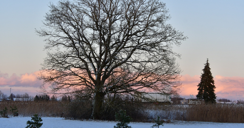 Valsts austrumos sals vietām pastiprinājies līdz desmit grādiem, Jēkabpilī -  mīnus 8,7 grādi