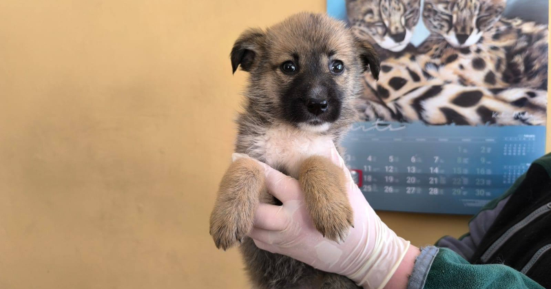 Jēkabpilī atkritumu urnā atrod kucēnu