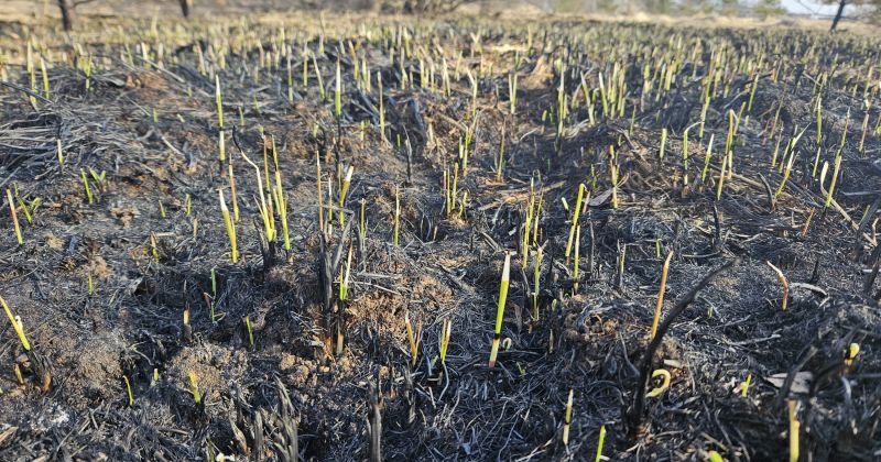 Latvijā reģistrēti 32 kūlas ugunsgrēki, tostarp Jēkabpils un Aizkraukles novadā