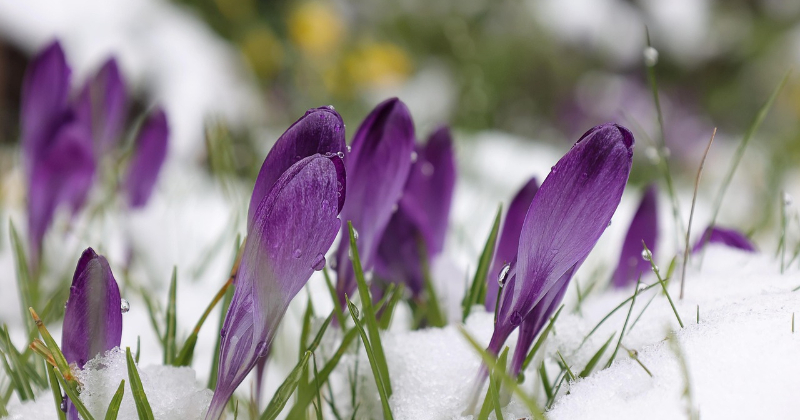 Nedēļas nogalē gaidāms sniegs