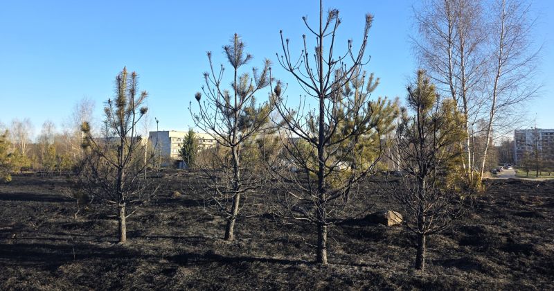 Jēkabpilī glābēji cīnās ar kūlas ugunsgrēkiem vairāku hektāru platībā