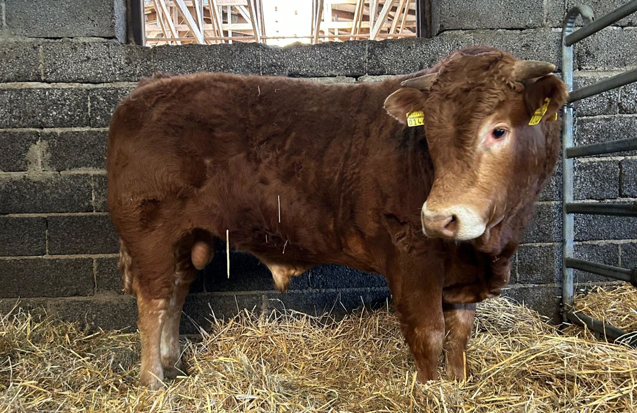 Aizkraukles novadā izsolē dārgākais bullis pārdots par teju 6000 eiro