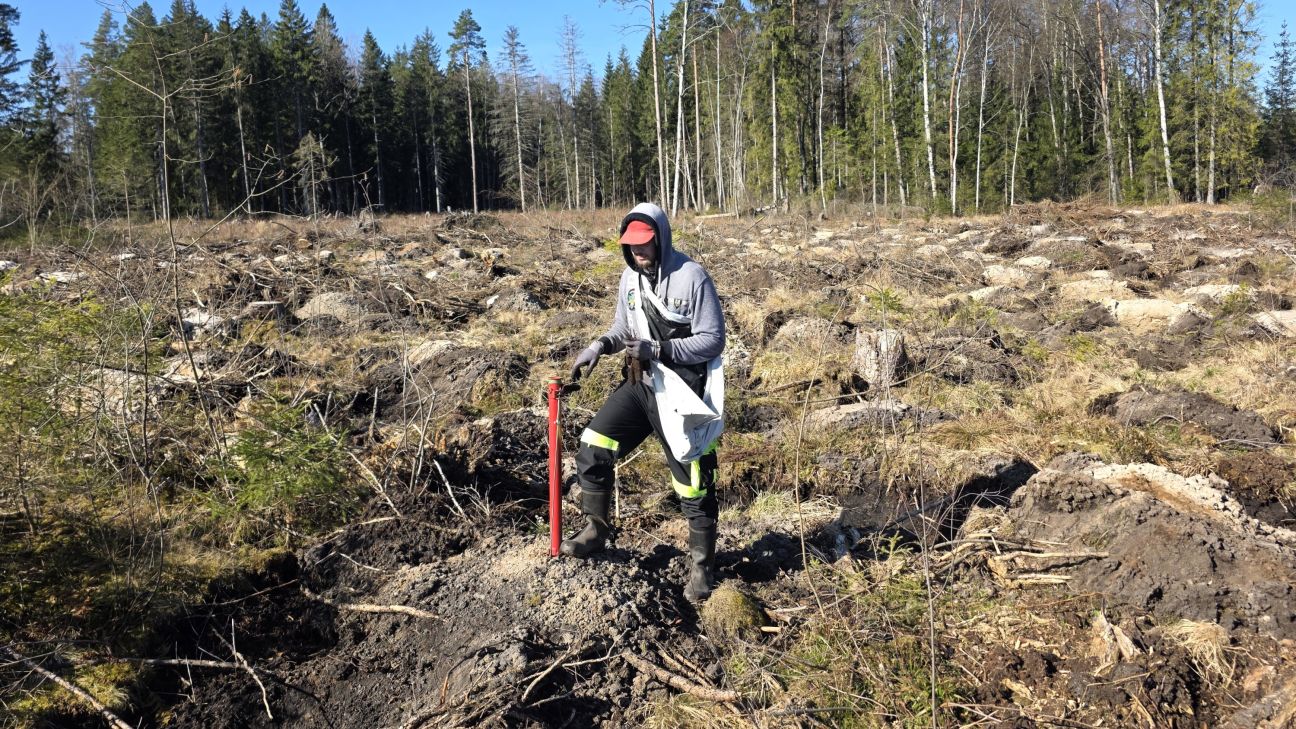 SIA “Latvijas valsts meži” Jēkabpils novadā apmežos teju 650 hektārus