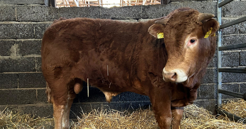 Aizkraukles novadā izsolē dārgākais bullis pārdots par teju 6000 eiro