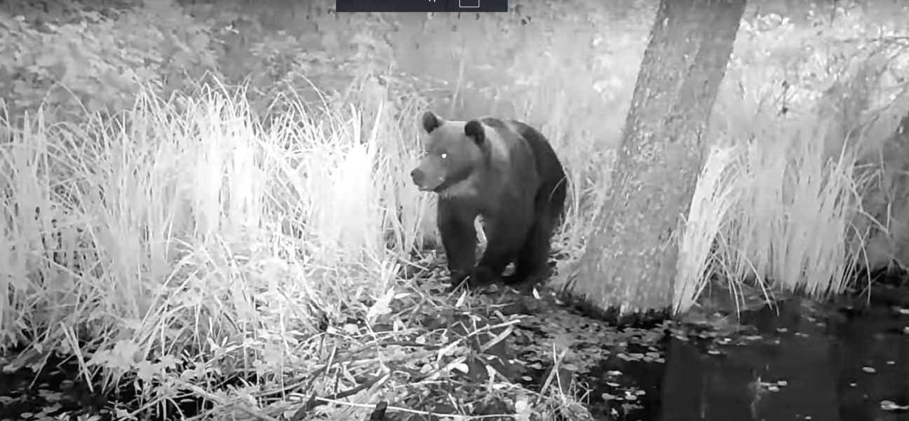 Jēkabpils novadā biežāk novēro lāčus un citus plēsējus