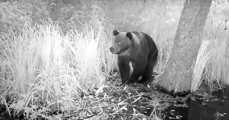 Jēkabpils novadā biežāk novēro lāčus un citus plēsējus