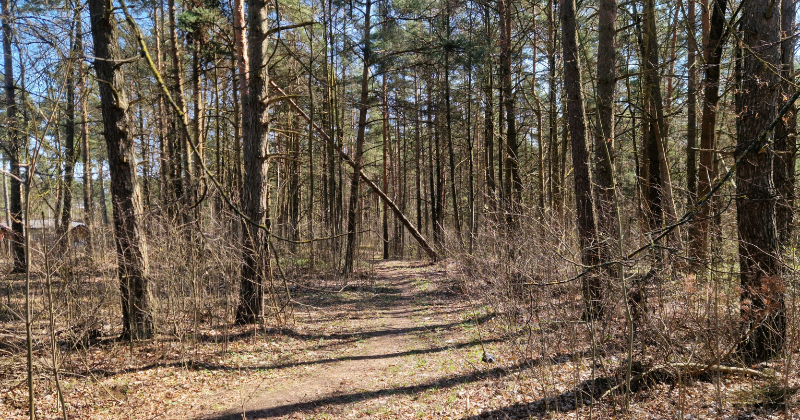 Iedzīvotāji nevēlas zaudēt meža teritoriju Jēkabpilī