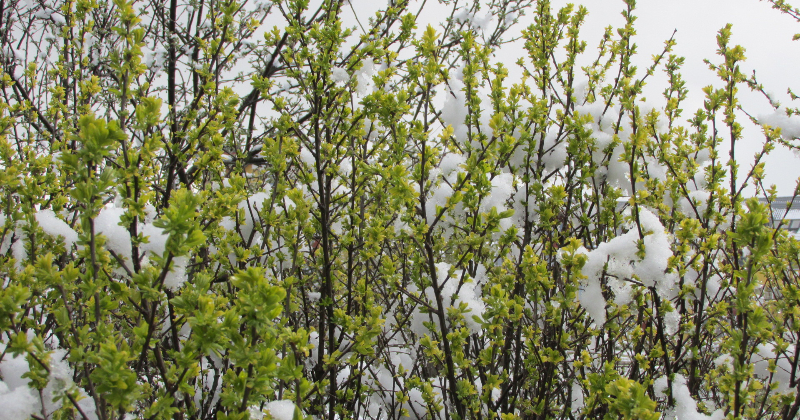 Nedēļas nogalē būs ziemīgi laikapstākļi 