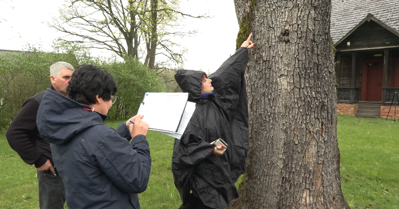 Tadenavā māca novērtēt veco koku stāvokli un nozīmi