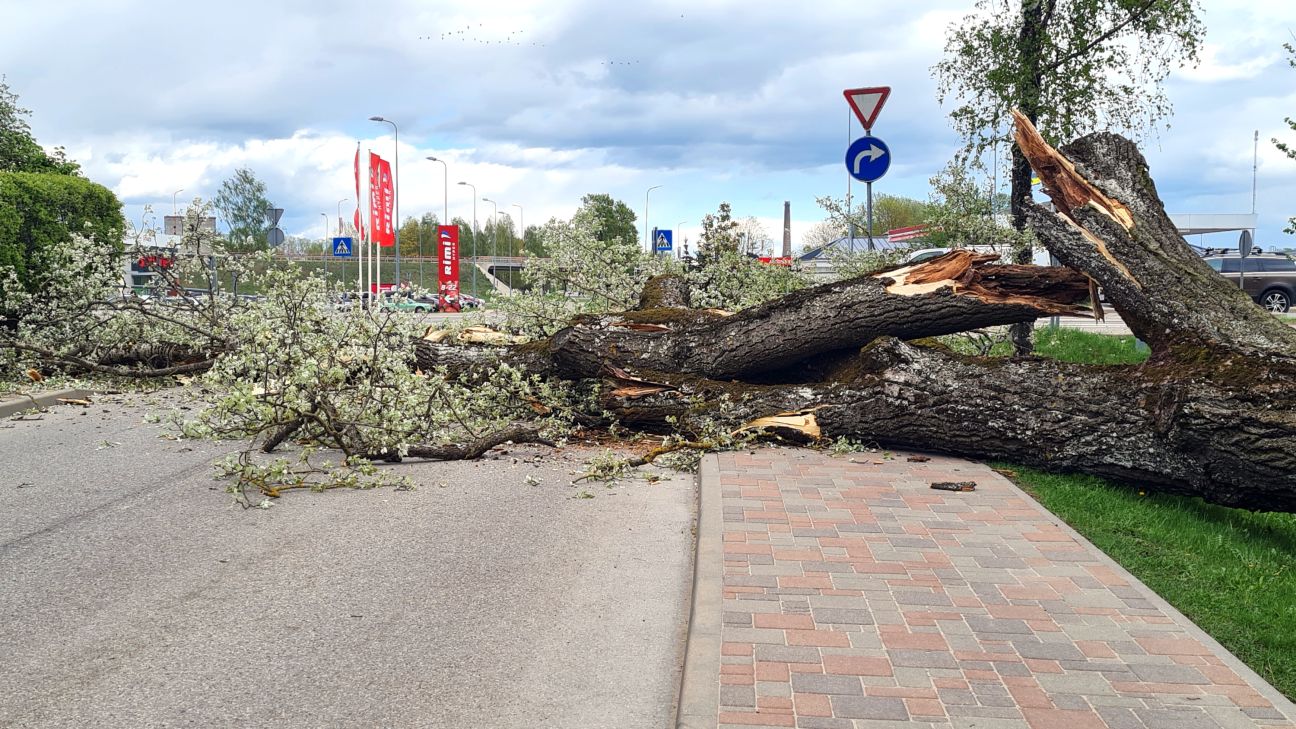 Jēkabpilī nogāžas viens no Kena parka lielajiem kokiem (papildināts)