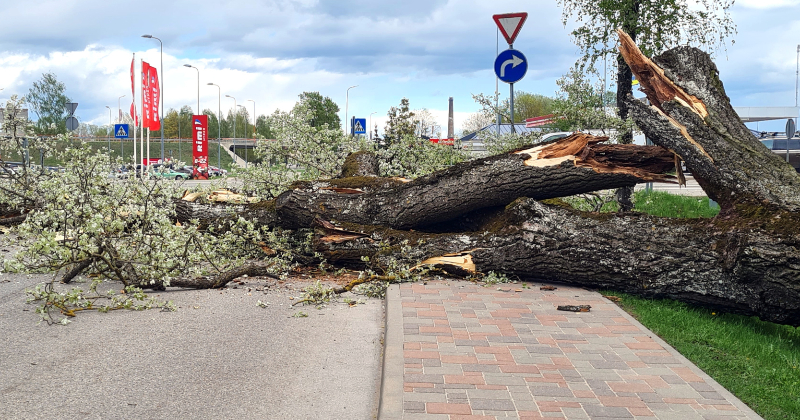 Jēkabpilī nogāžas viens no Kena parka lielajiem kokiem (papildināts)