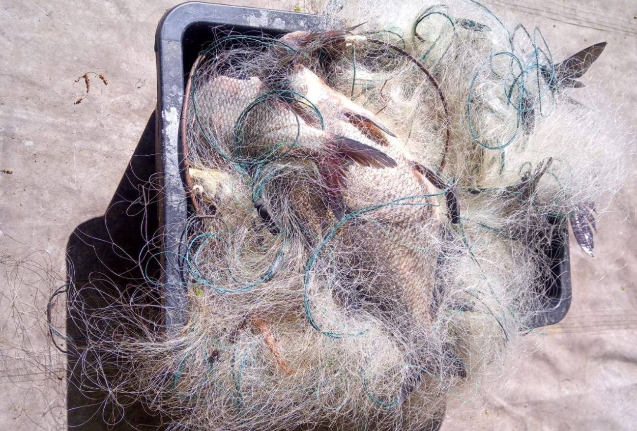 Daugavā pie Staburaga notverts maluzvejnieks, loms –  47 kilogrami brekšu