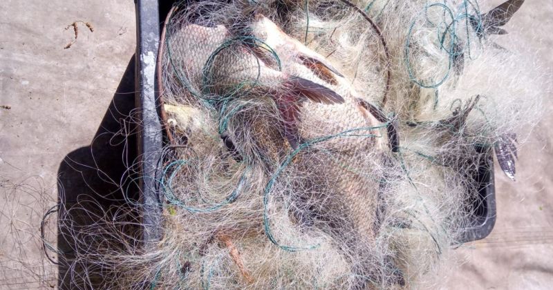 Daugavā pie Staburaga notverts maluzvejnieks, loms &ndash;  47 kilogrami brek&scaron;u