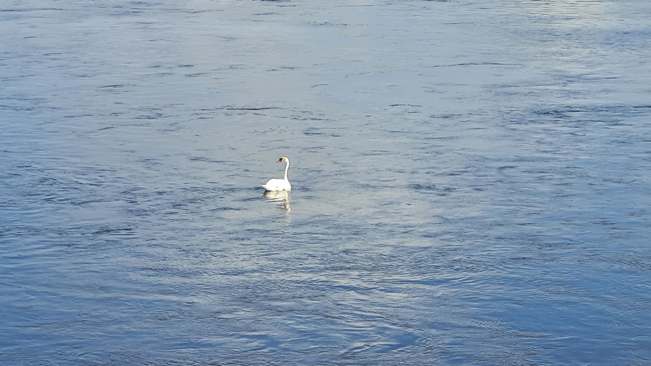 Daugavā sākas nārsts un tā tiešraide