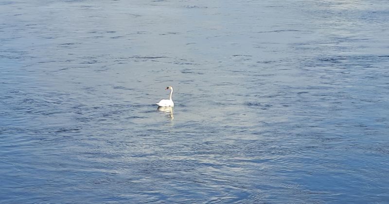 Daugavā sākas nārsts un tā tie&scaron;raide