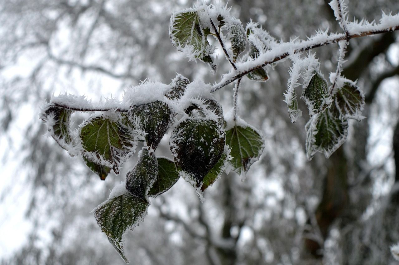 Šonedēļ gaidāma salna