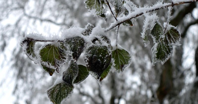 &Scaron;onedēļ gaidāma salna