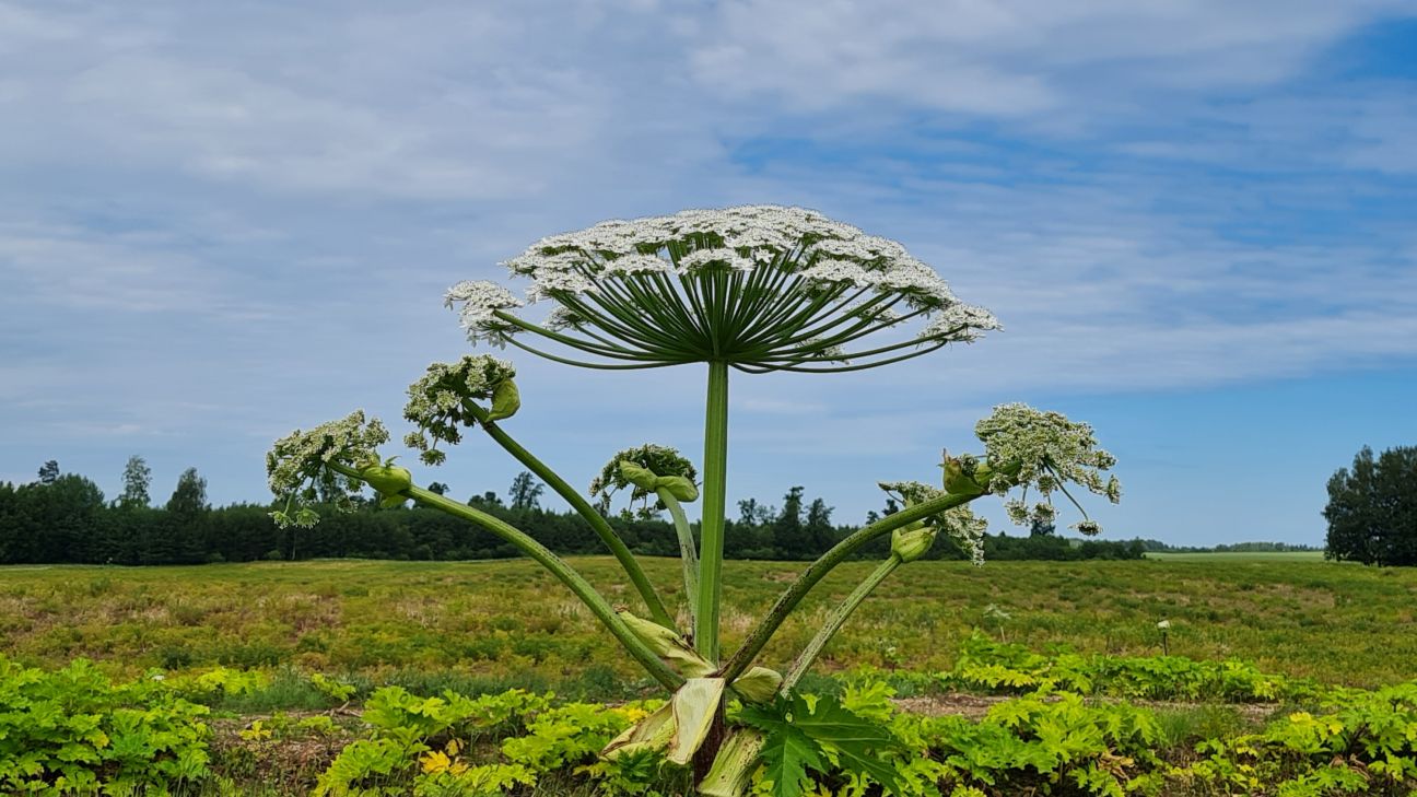Jēkabpils novadā joprojām izplatās Sosnovska latvānis 
