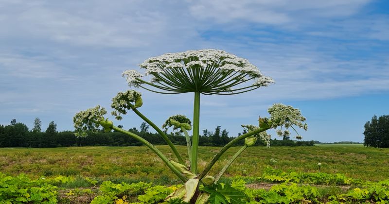 Jēkabpils novadā joprojām izplatās Sosnovska latvānis 