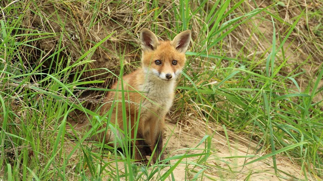 PVD uzsāk meža dzīvnieku vakcināciju pret trakumsērgu