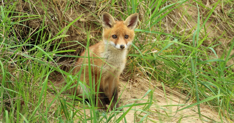 PVD uzsāk meža dzīvnieku vakcināciju pret trakumsērgu
