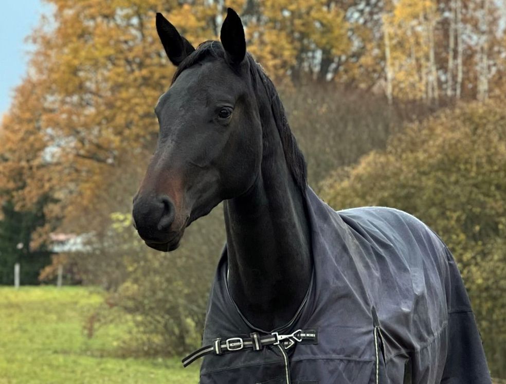 Ābeļu pagasta saimnieki meklē trīsgadīgo ķēvīti vārdā Zizī