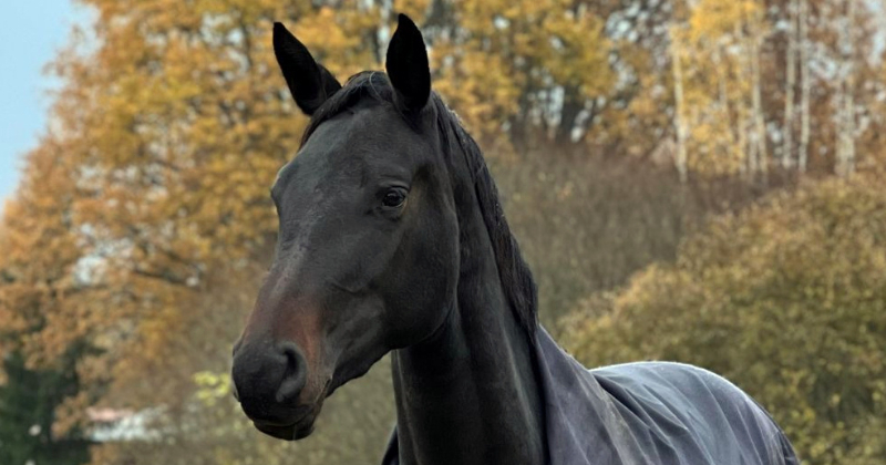 Ābeļu pagasta saimnieki meklē trīsgadīgo ķēvīti vārdā Zizī