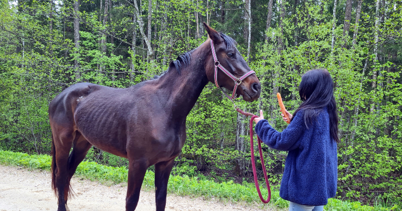 Atrasta pirms divarpus nedēļām pazudusī ķēvīte Zizī