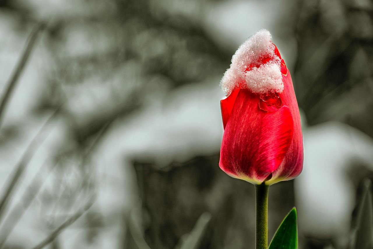 Nākamnedēļ gaidāmas lielās pavasara salnas