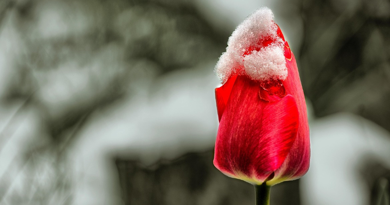 Nākamnedēļ gaidāmas lielās pavasara salnas