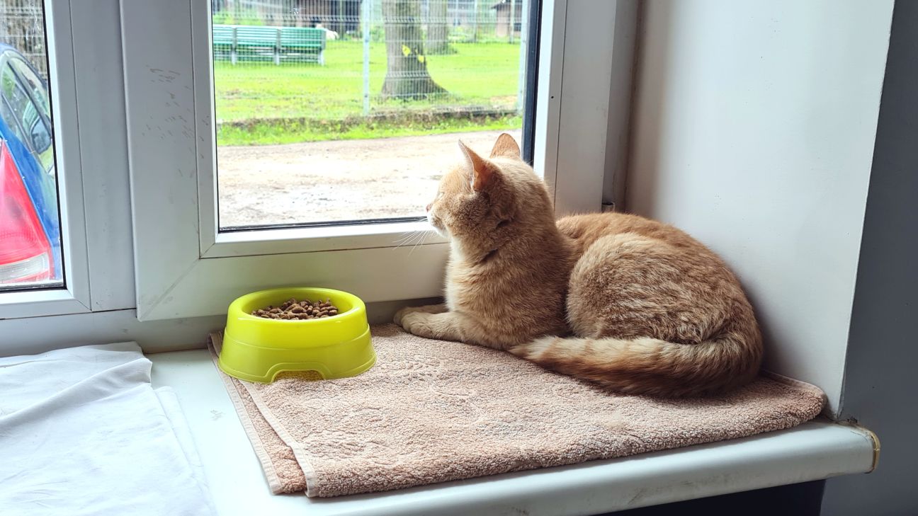 Risina jautājumu par mājdzīvnieku likteni pēc saimnieka nāves